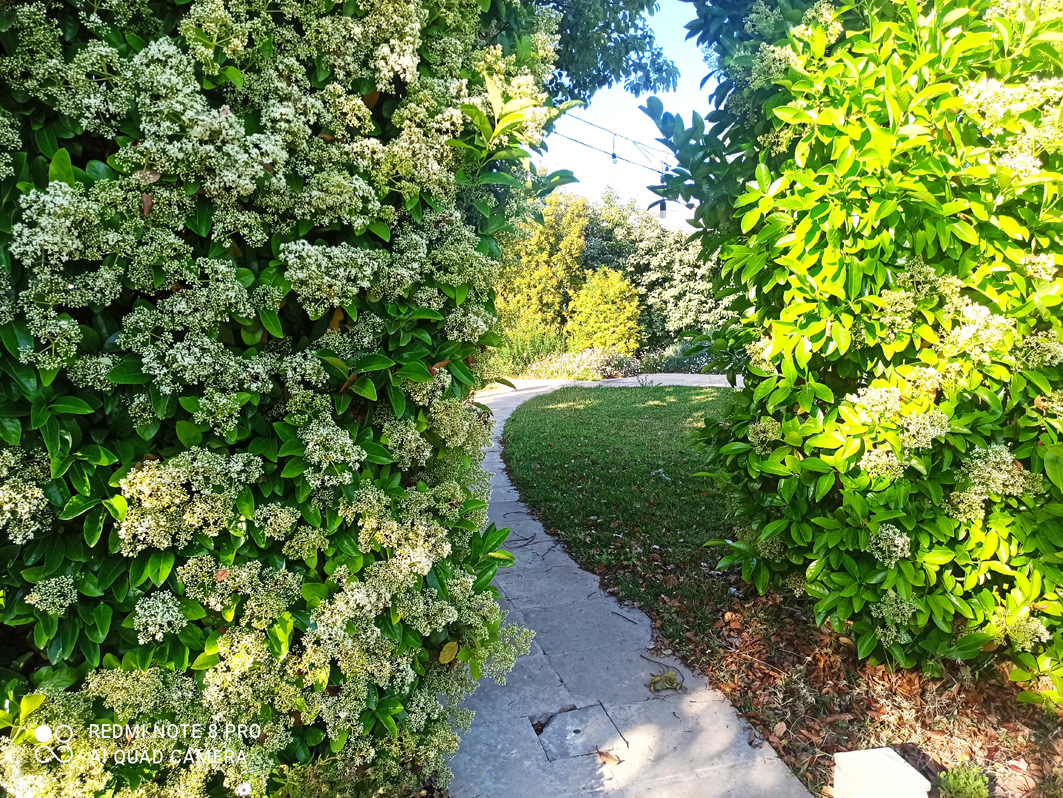 w-willaria-giardino.jpg