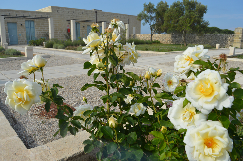 wcds-relaismasseriaLECESINE-rose.jpg