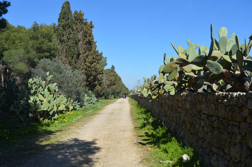 wparcodiportoselvaggio-sentieroTrekking.jpg