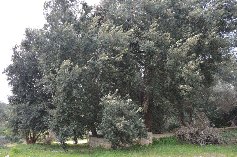 2w quercia