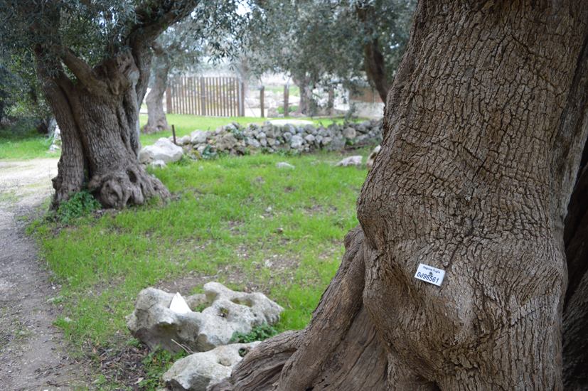 4w masseria