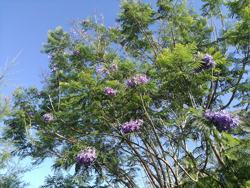 9 b wcds terrasini Jacaranda