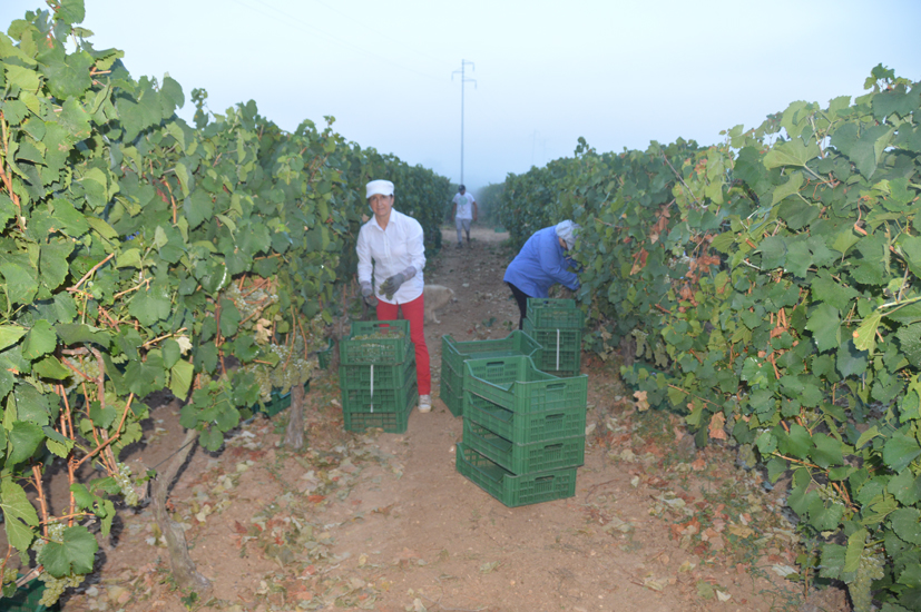 15wschienaVini-donneVendemmia.jpg