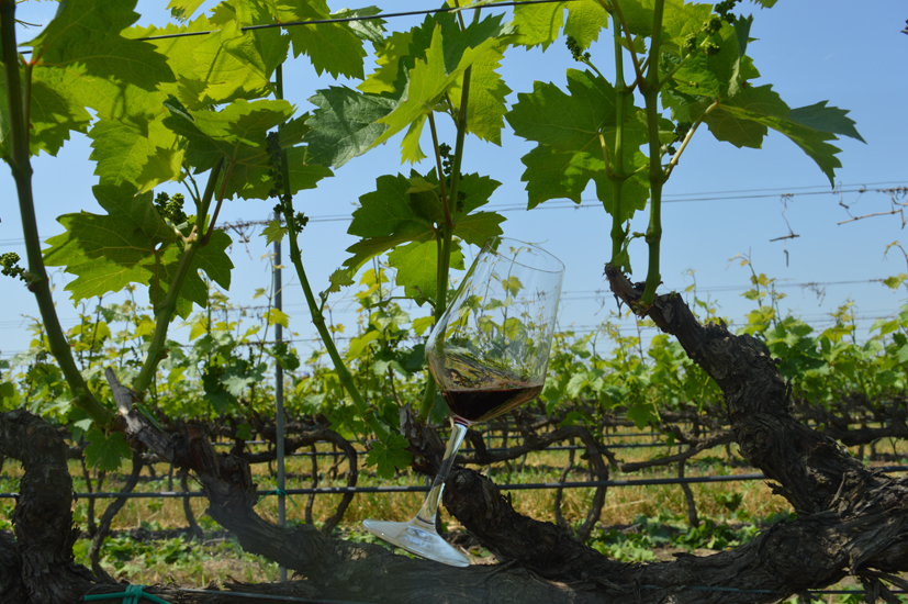 2wcontizecca-caliceVIGNETI.jpg